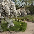 Weg durch den frühlingshaften Park