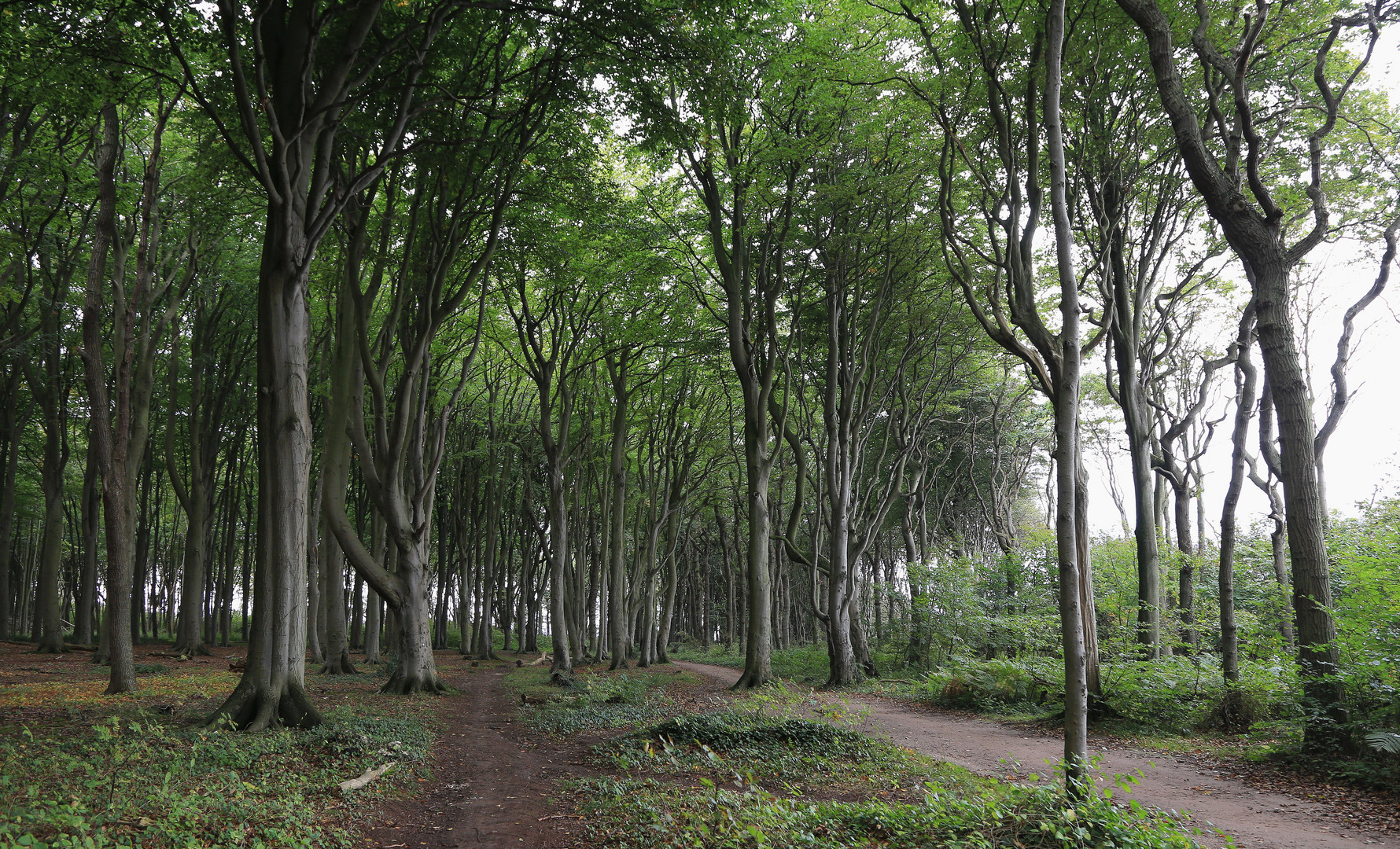 weg durch den gespensterwald