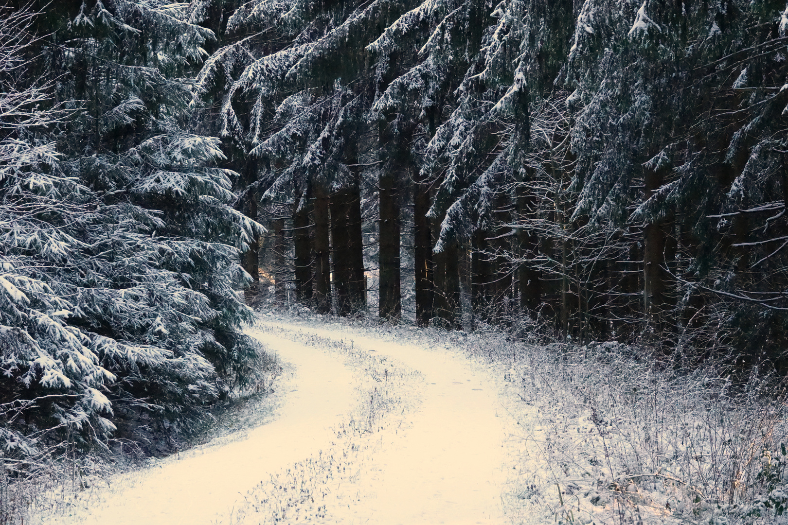 Weg durch den Harzer Winterwald