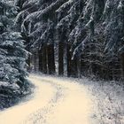 Weg durch den Harzer Winterwald