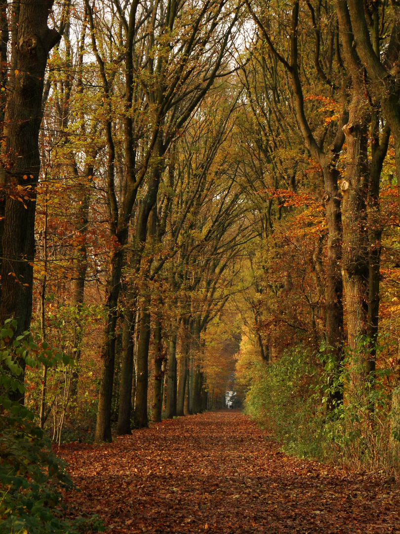 Weg durch den Herbst