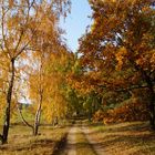 Weg durch den Herbst