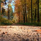 Weg durch den Herbst