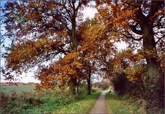 Weg durch den Herbst