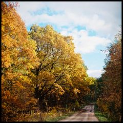 Weg durch den herbstlichen Wald