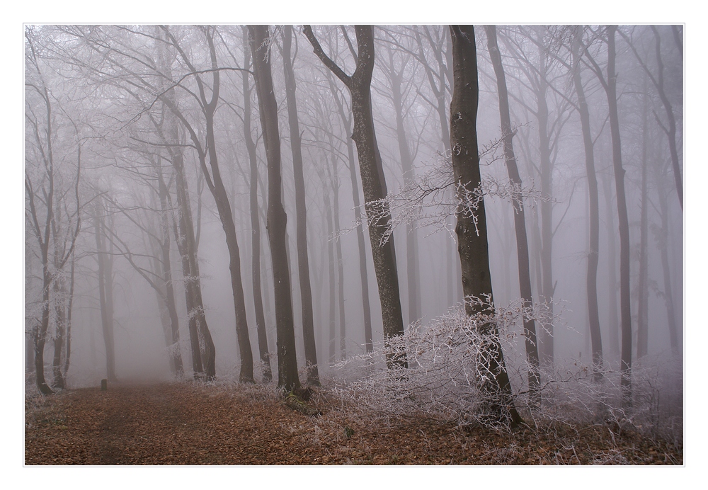 Weg durch den Nebel