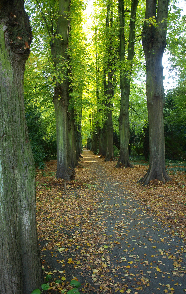 Weg durch den Park