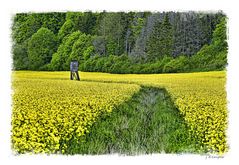 - Weg durch den Raps -