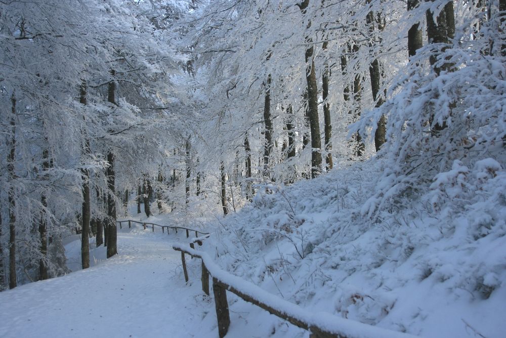 Weg durch den verschneiten Wald von Neli124 