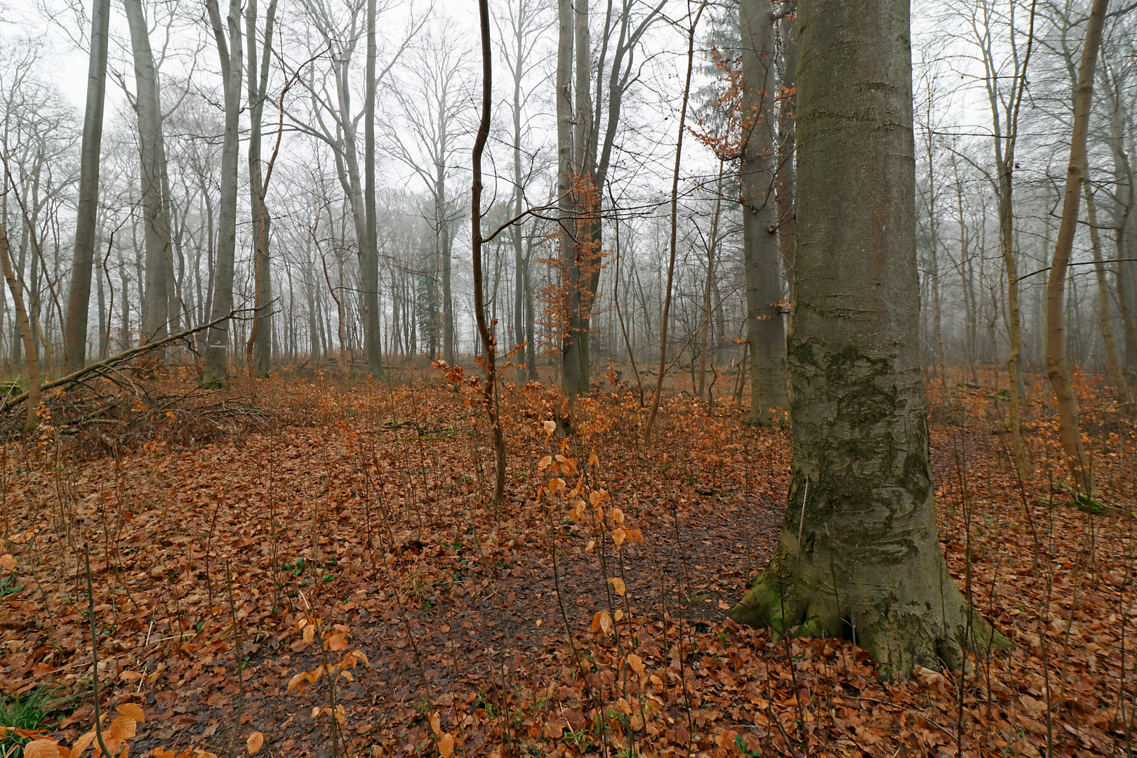 Weg durch den Wald