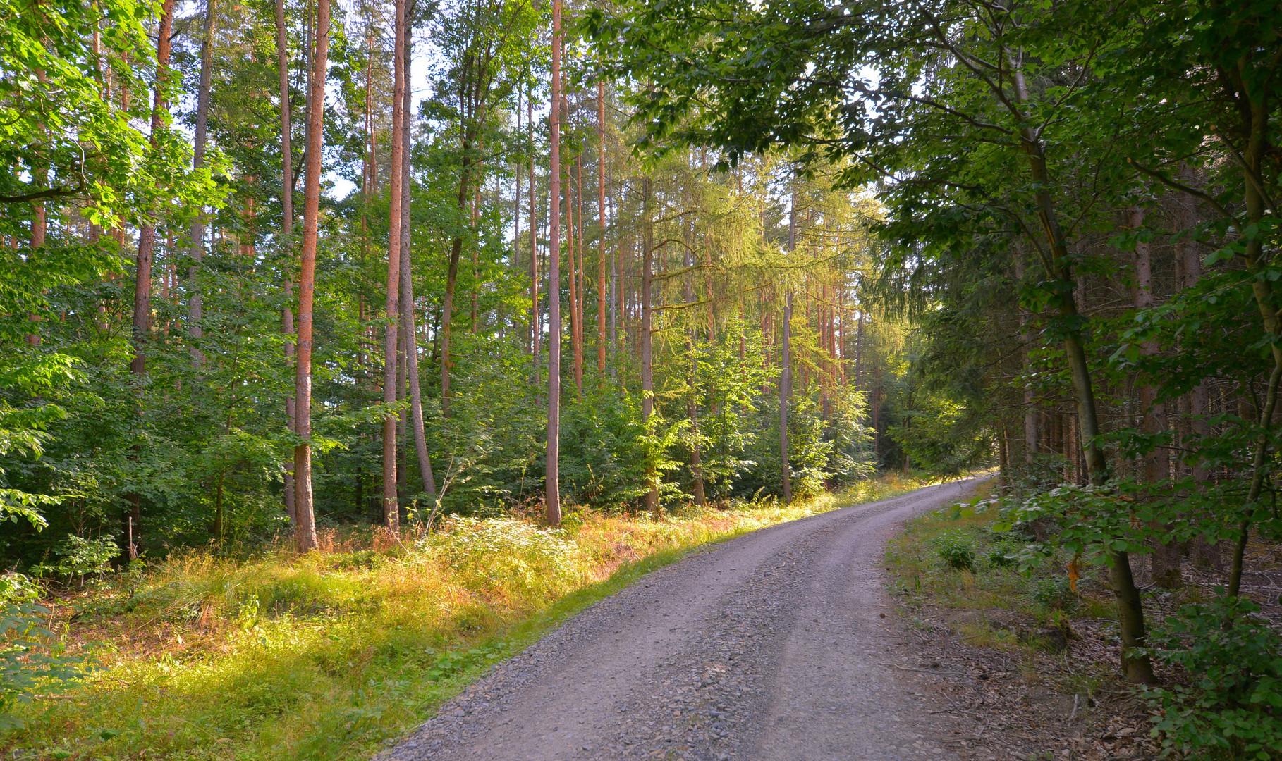 Weg durch den Wald