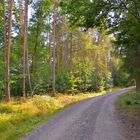 Weg durch den Wald