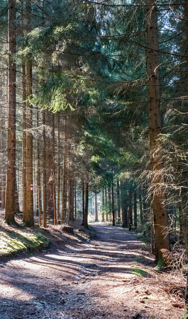 Weg durch den Wald