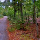 Weg durch den Wald (camino por el bosque)