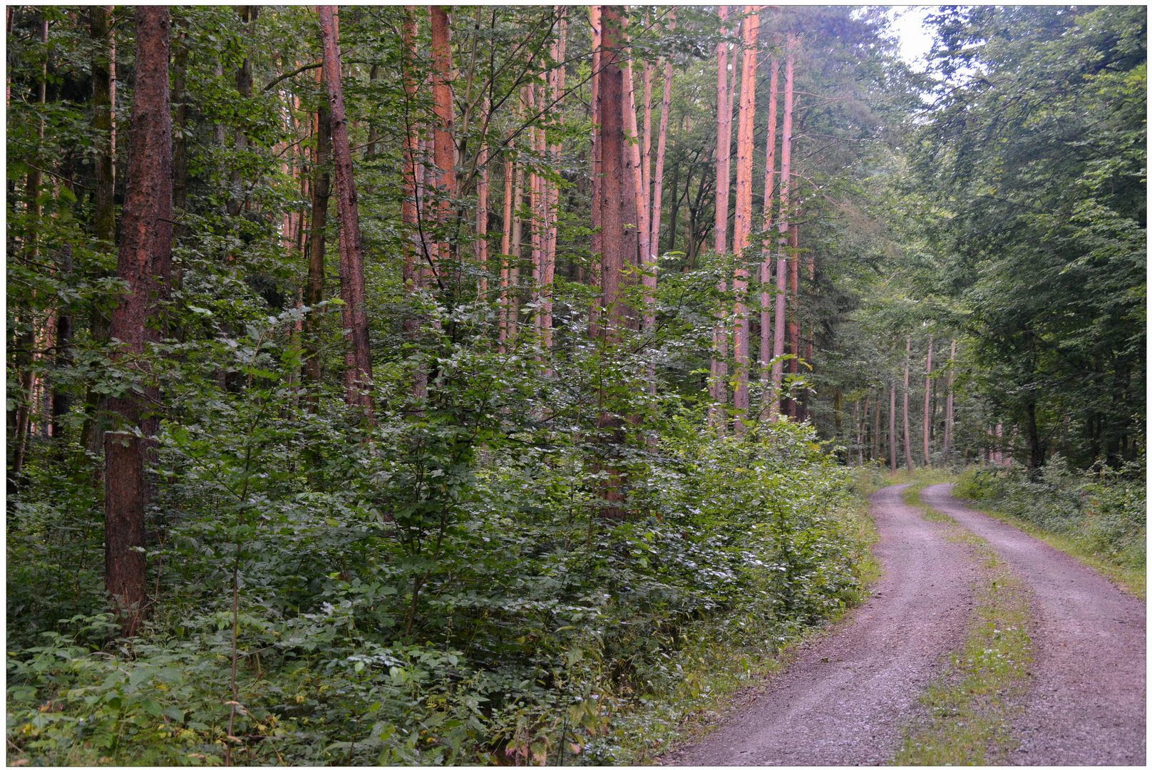 Weg durch den Wald (camino por el bosque)