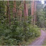 Weg durch den Wald (camino por el bosque)