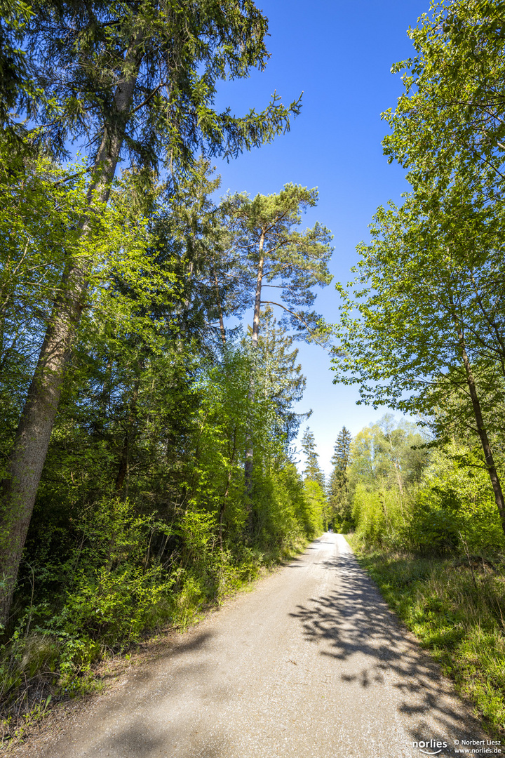 Weg durch den Wald