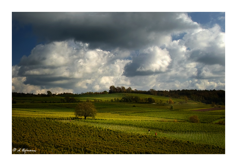 Weg durch den Wein (2)