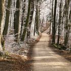 Weg durch den Winterwald