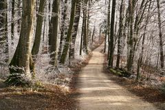 Weg durch den Winterwald