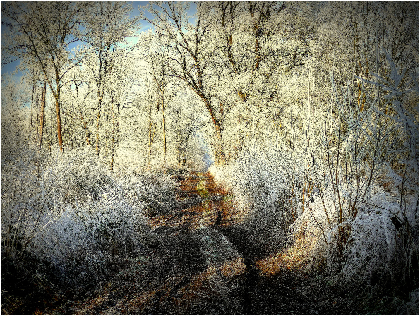 Weg durch den Winterwald 