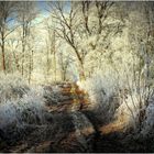 Weg durch den Winterwald 