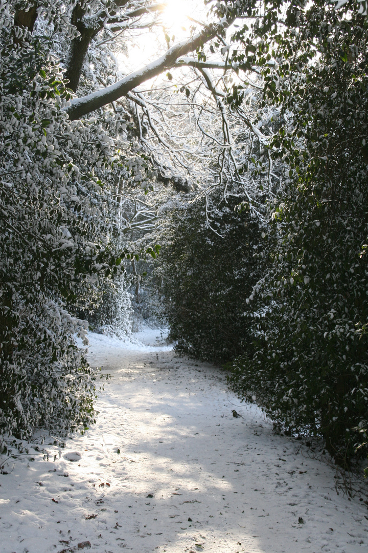 Weg durch den Winterwald