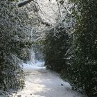 Weg durch den Winterwald