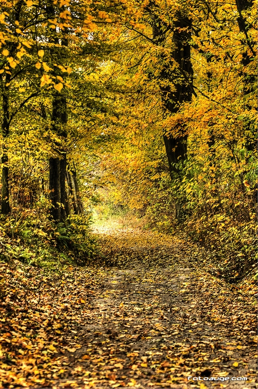 Weg durch den wunderschönen Herbst