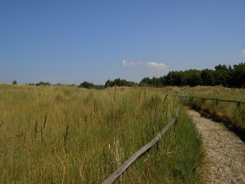 weg durch die dünen