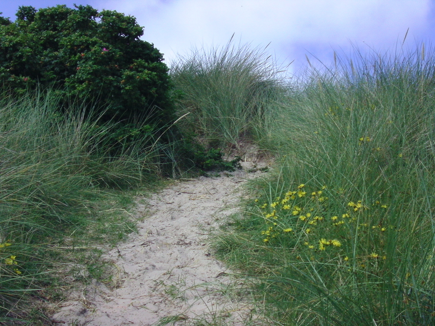 Weg durch die Dünen