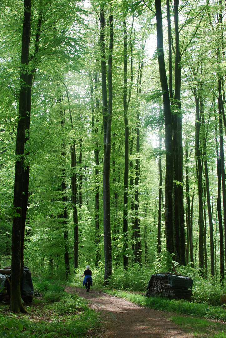 Weg durch die grüne Kathedrale des Waldes