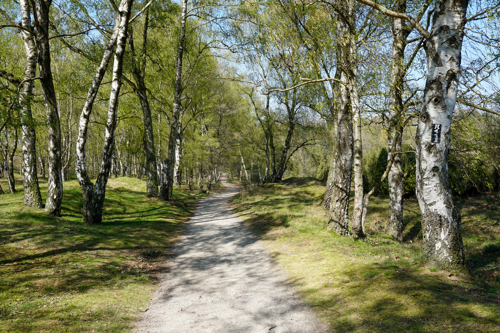 Weg durch die Heide