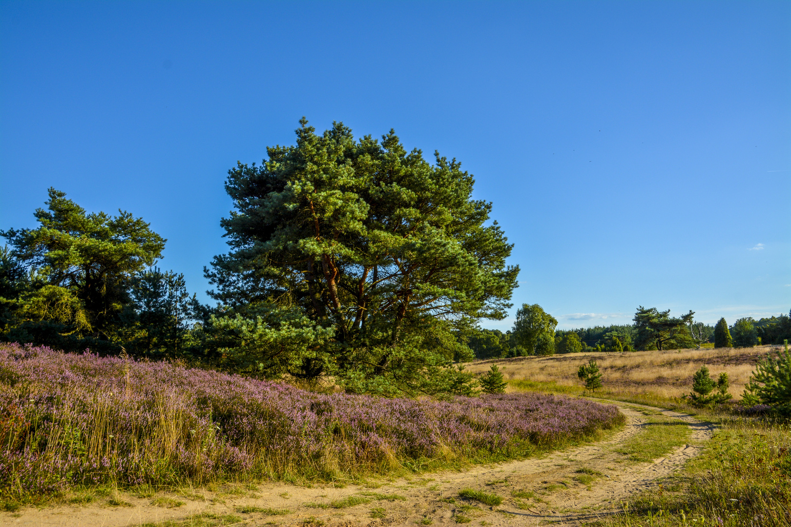 Weg durch die Heide