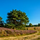 Weg durch die Heide