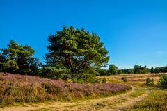 Weg durch die Heide