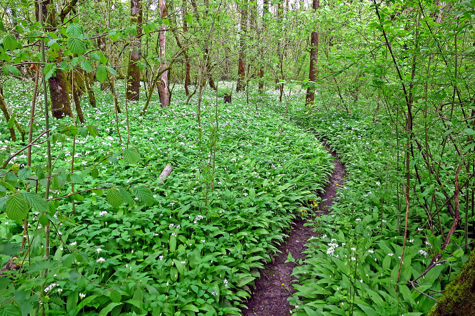 Weg durch die Knoblauchgeruchswelt ...