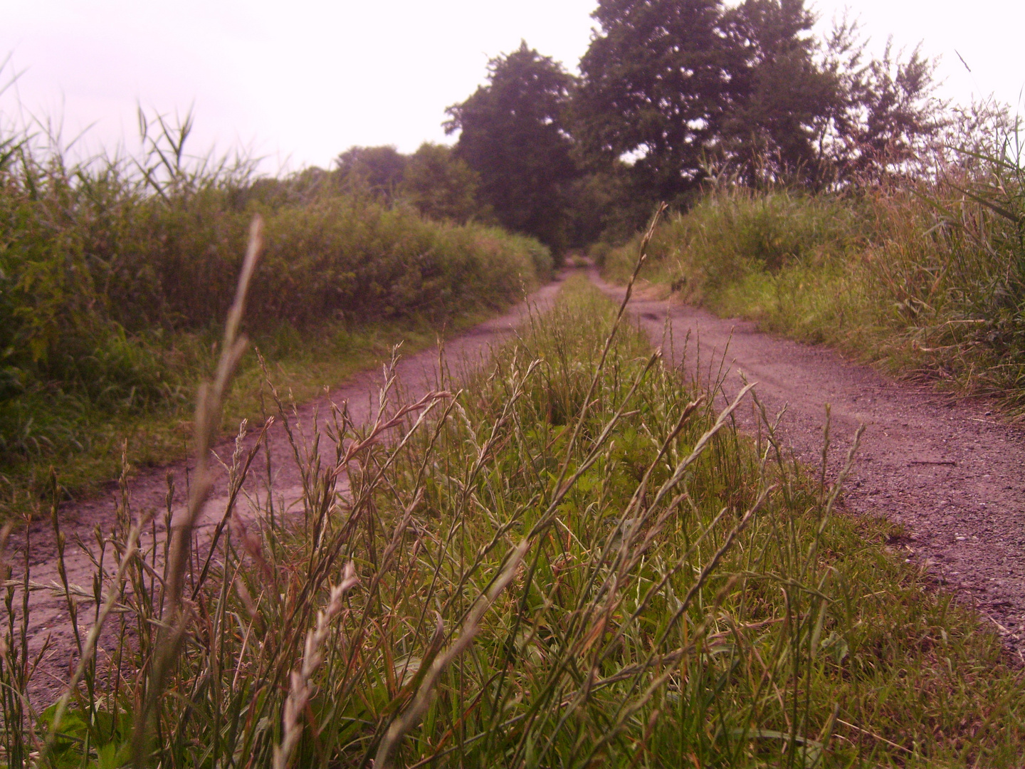 Weg durch die Natur