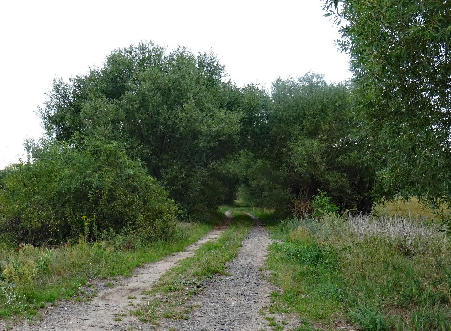 Weg durch die Natur