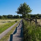 Weg durch die Ried