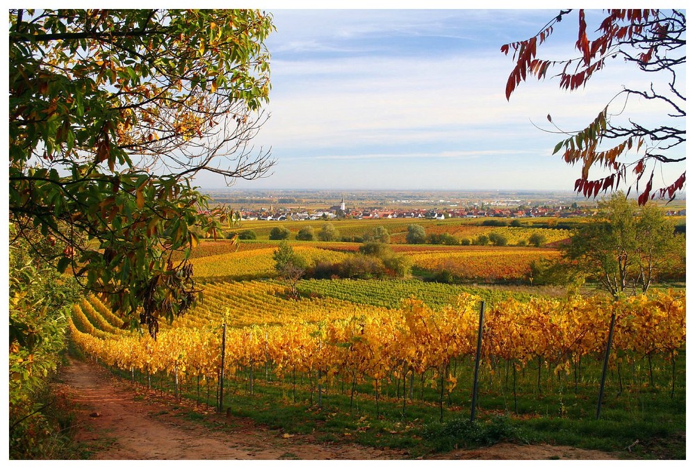 Weg durch die Weinberge