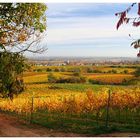 Weg durch die Weinberge