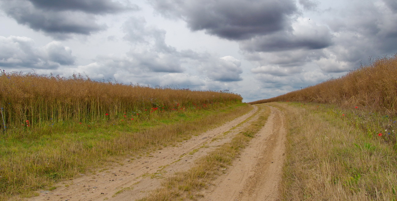 Weg durch ein Rapsfeld