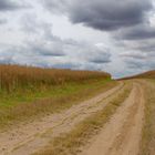 Weg durch ein Rapsfeld