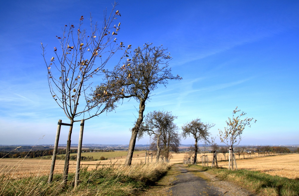 Weg durch Felder