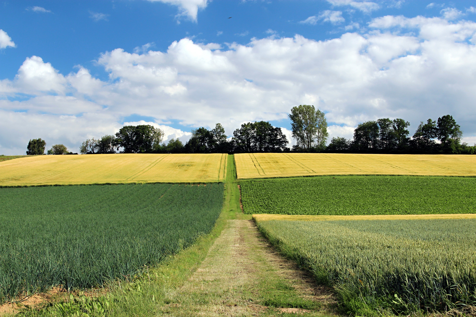 Weg durch Felder