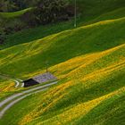 Weg durch Frühling...