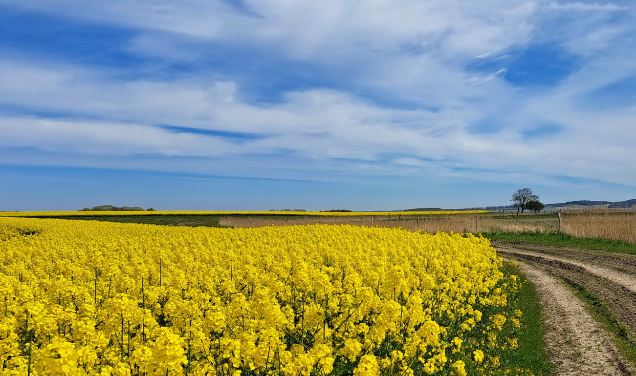 Weg durch gelb leuchtender Rapsfeld