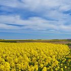 Weg durch gelb leuchtender Rapsfeld