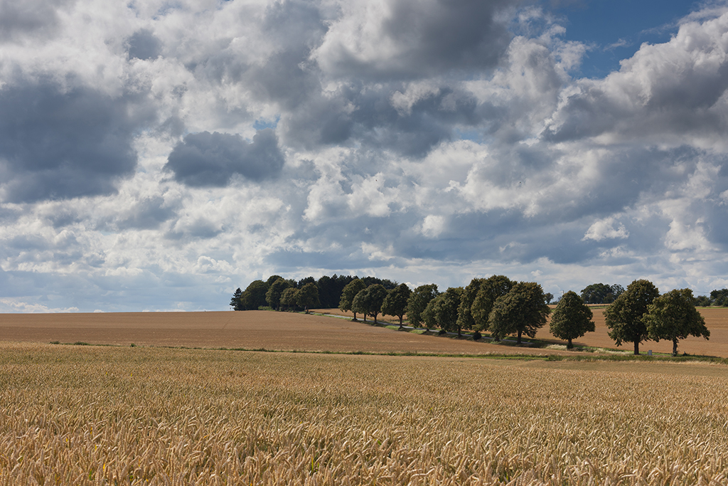 Weg durch Kornfeld